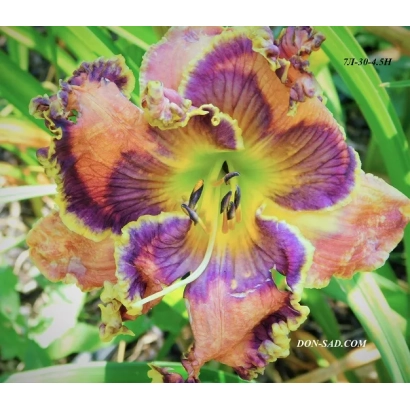 Квітка Лилейник сорту МОЗАЇКА на фоні зелені