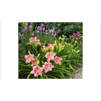 Розовые лилейники в цветнике - Натхнення