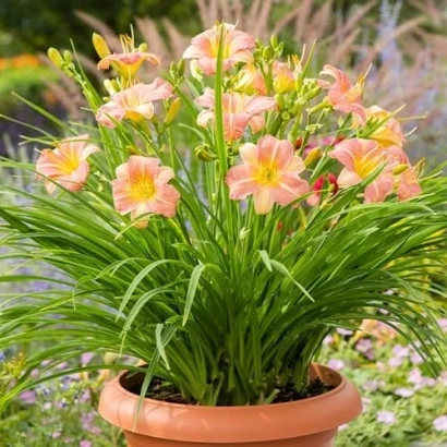 Pink daylily in a pot against a garden background - Tenderness