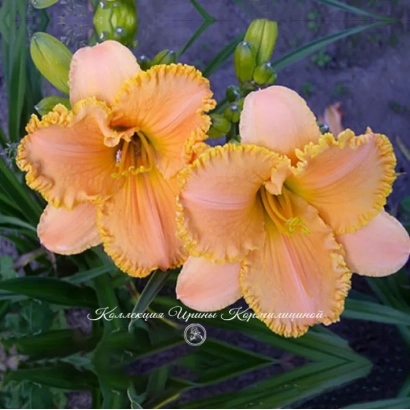 Photo of orange daylily flowers against green foliage - Patriot