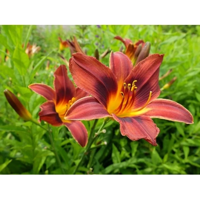 Red-orange daylily flowers on a green background - Peruvian Princess
