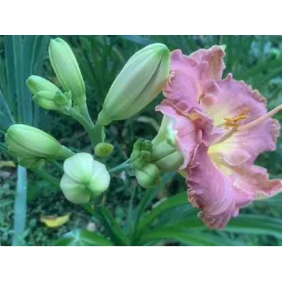 Розовый цветок лилейника с бутонами на зеленом фоне - Писня Хорса