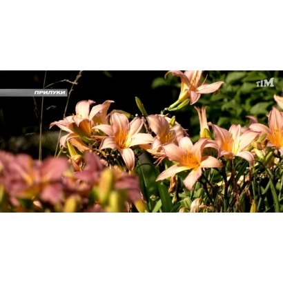 Красивоцветущие лилейники на фоне зелени - Пивничне сяйво