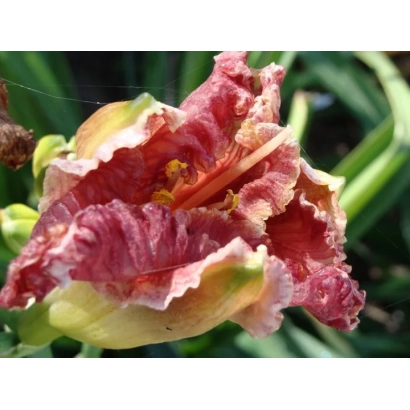 Daylily flower of the variety Elf Rose with pink-red petals on a green background