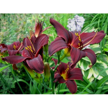 Красные цветы лилейника на фоне зелени - Родзинка