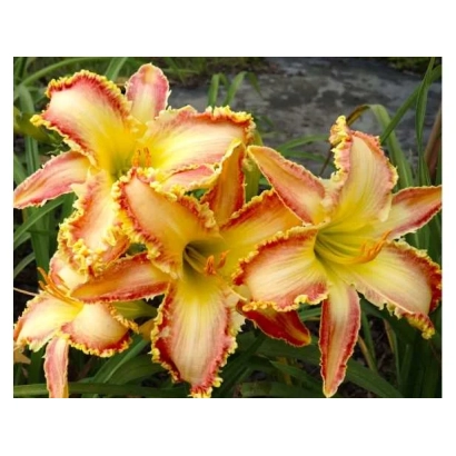 Красно-желтые цветы лилейника на фоне зелени - Самоцвит