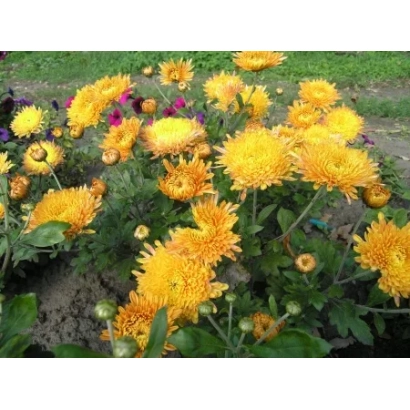 Желтые цветы лилейника на фоне зеленой травы - Скифское золото