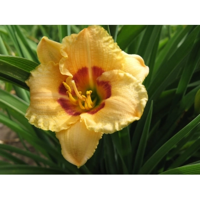 Желтый цветок лилейника на фоне зелени - СУОК