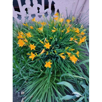 Yellow daylily flowers in front of a fence - Anniversary