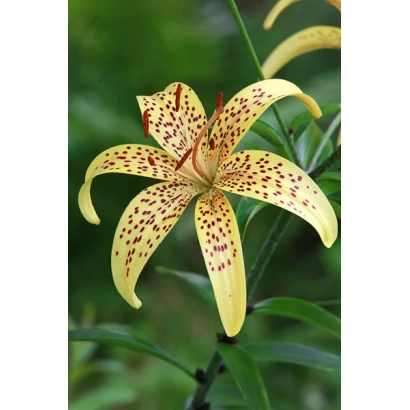 Желтый цветок лилии с коричневыми пятнами на лепестках - Аэлита