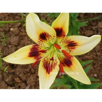 Yellow lily with dark red spots on petals, growing in soil. - Aktsent