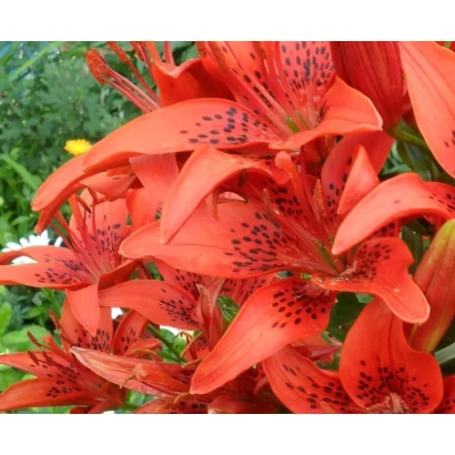 Close-up of red lilies of the Lily variety against green foliage - ALTAI APRICOT