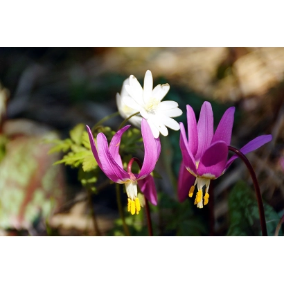 Цветок лилия в естественной среде, фиолетовые и белые лепестки, желтые тычинки. - АЛТАЙСКАЯ КРАПЧАТАЯ