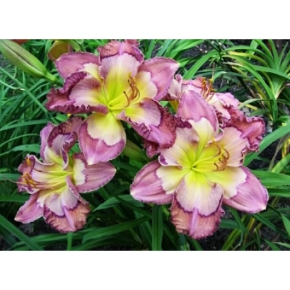 Цветок лилии розово-желтого оттенка на зеленом фоне. - АЛТАЙСКИЙ КАЛЕЙДОСКОП