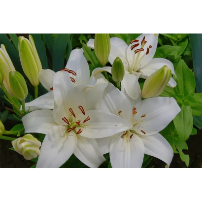 White lilies of the Arktika variety against green foliage