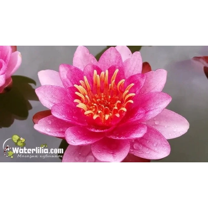 Розовая лилия Багратион на воде