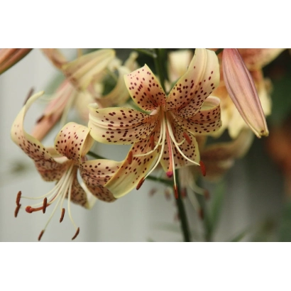 Букет лилий с пятнистыми лепестками - ЭВРИДИКА