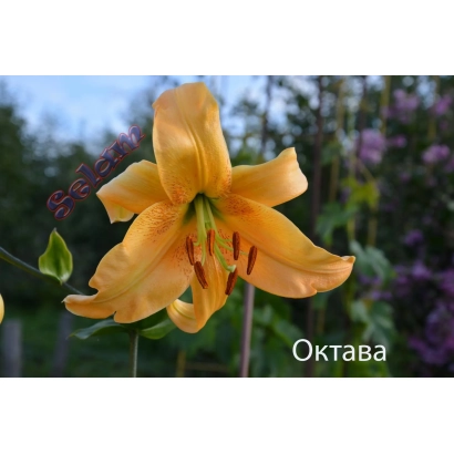 Yellow lily variety Oktava in a garden setting