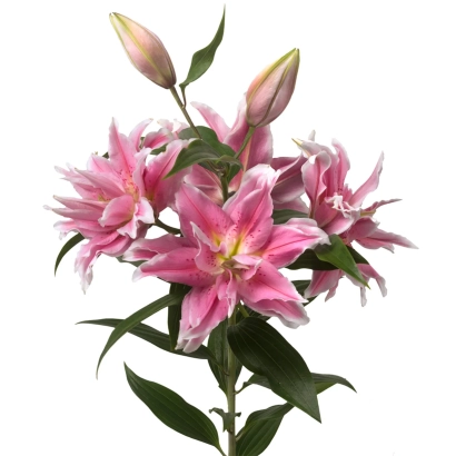 Розовые лилии сорта ПИНК СЮРПРИЗ на белом фоне
