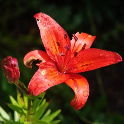 Красный цветок лилии на фоне зелени - ПОЛЫМЯ