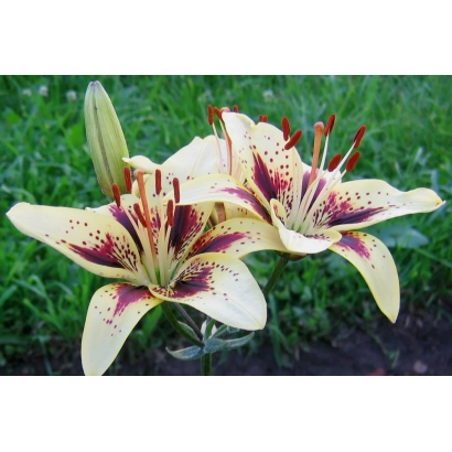 Білі лілії з червоними плямами на пелюстках на зеленому фоні - ДИВА