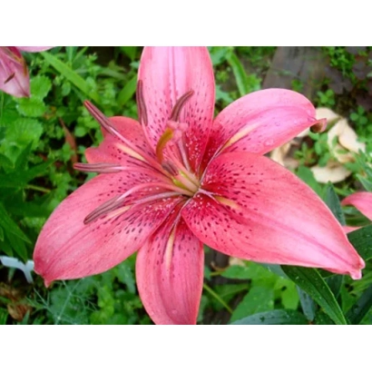 Розовая лилия с темными пятнами на лепестках на фоне зелени - РОЗОВЫЙ ТУМАН