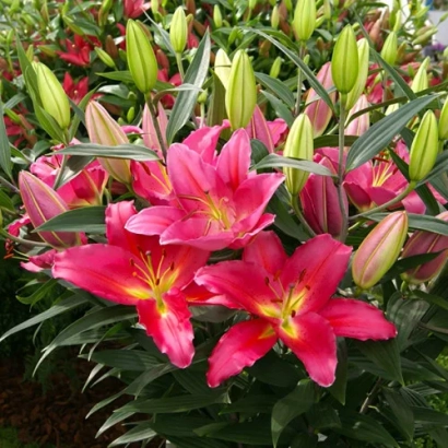 Красные лилии сорта ТАРАНГО на фоне зелени