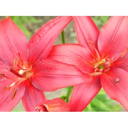 Червоні квіти лілії на зеленому фоні - Південна Ніч