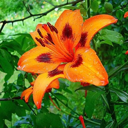 Помаранчева лілія з темними плямами на пелюстках - СПІКНЕ ЛІТО