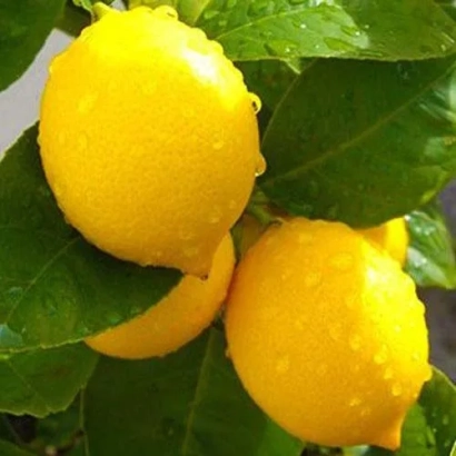 Свежие лимоны на ветке с зелеными листьями - Лейсан