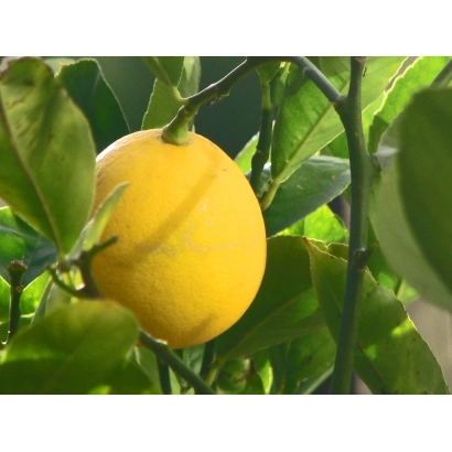Yellow lemon on a branch with green leaves - MEYER