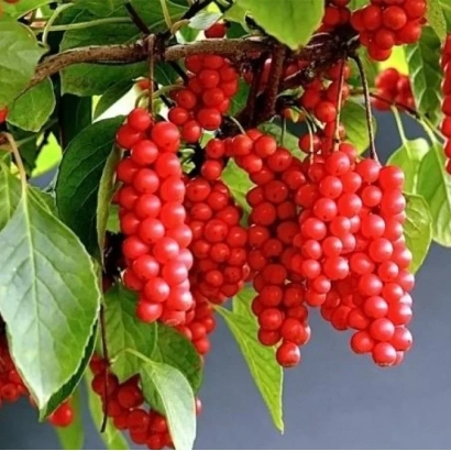 Clusters of bright red Schisandra chinensis berries on a branch with green leaves - MIF