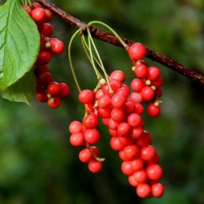 Clusters of red Schisandra chinensis berries on a branch - Volgar