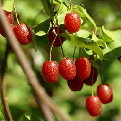 Красные ягоды лоха на ветке с зелёными листьями - КРИЛЬОН