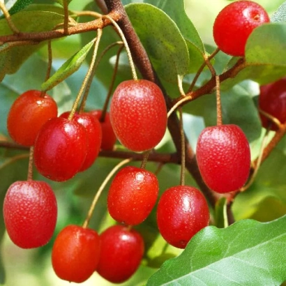 Красные ягоды лоха на ветке с зелёными листьями - КУНАШИР