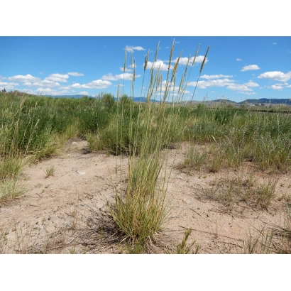 Растение Ломкоколосник на фоне пустыни - Печенег