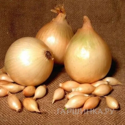 Свежий лук и лук-семена на фоне ткани - Альфа