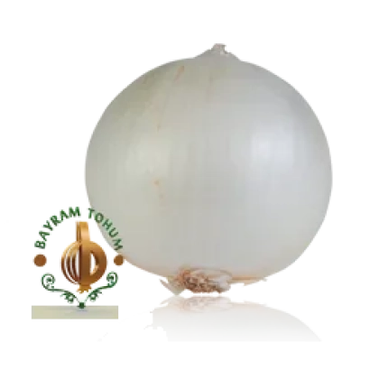 Біла цибулина з логотипом Bavram Tohum - Алба