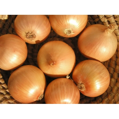 Fresh onions of the Alice variety arranged on a woven stand