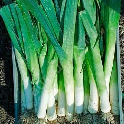 Fresh leek Alligator variety