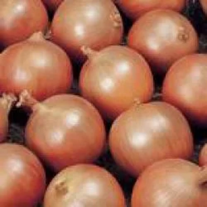 Свежие луковицы лука на темном фоне - Alonso F1 (BGS 234)