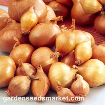 Свежий лук на фоне сайта gardenseedsmarket.com - Алтисимо F1