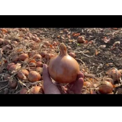 Рука держит луковицу сорта АМ 30 на фоне грядки с луком