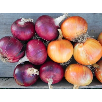 Свежие красные и желтые луковицы на деревянной поверхности - АМБЕСТ