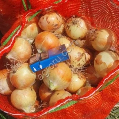 Сетка с луком сорта АМЭР