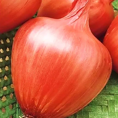 Red onions on green mesh - Amfora