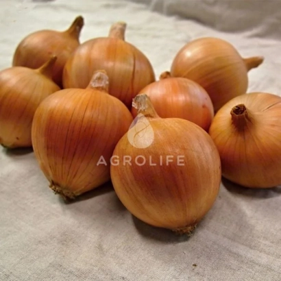 Fresh onion variety Amfora Gold by brand AGROLIFE