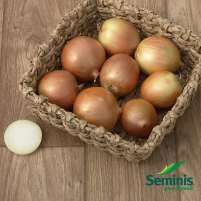 Кошиця з цибулею сорту Антилопа F1 на дерев'яному фоні