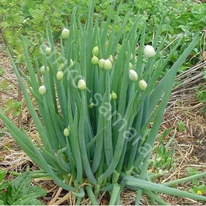 Fresh green onion growing in field - APRIL