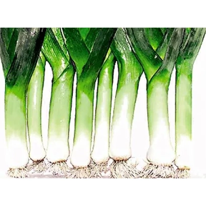 Свежий лук АСГЕОС | ASGEOS